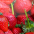 Fruits and Vegetables